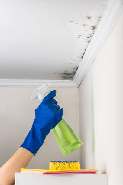 Best Fast Mold Removal  in USA